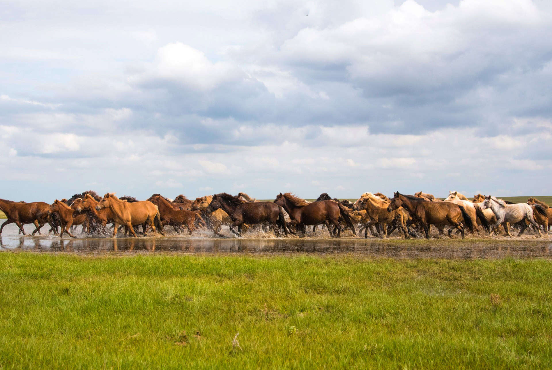 steppes de dornod
