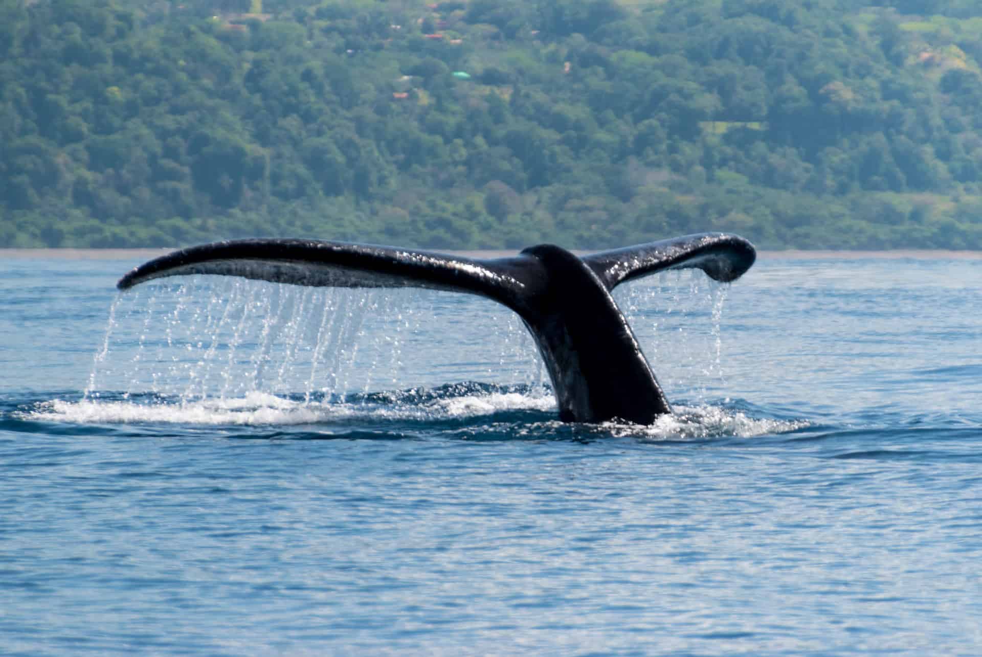 baleine uvita