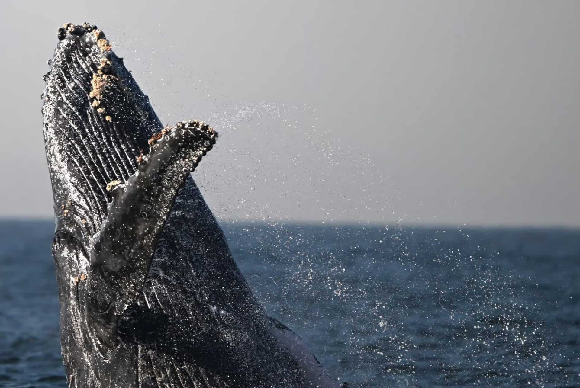 baleines au costa rica