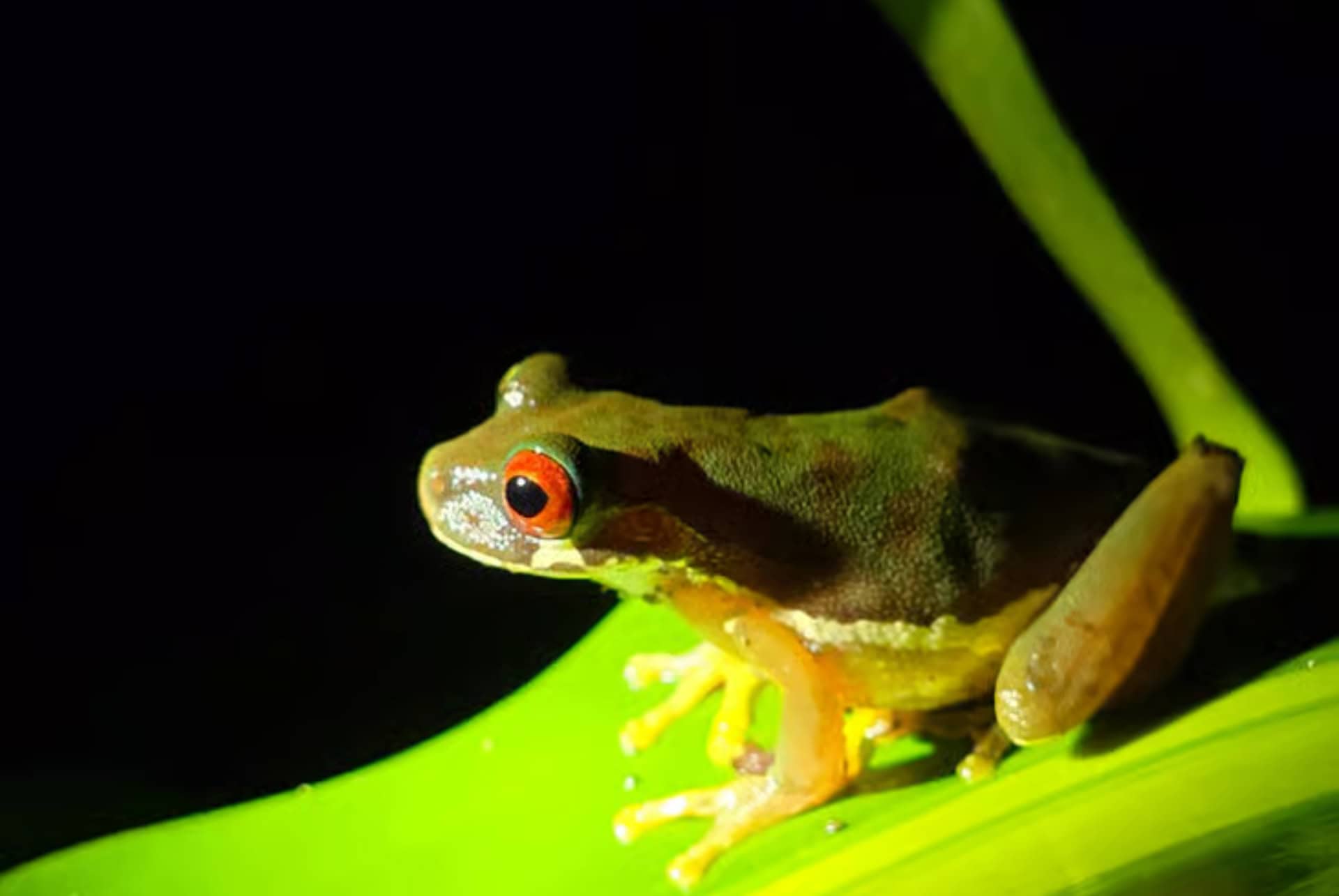 foret monteverde animaux