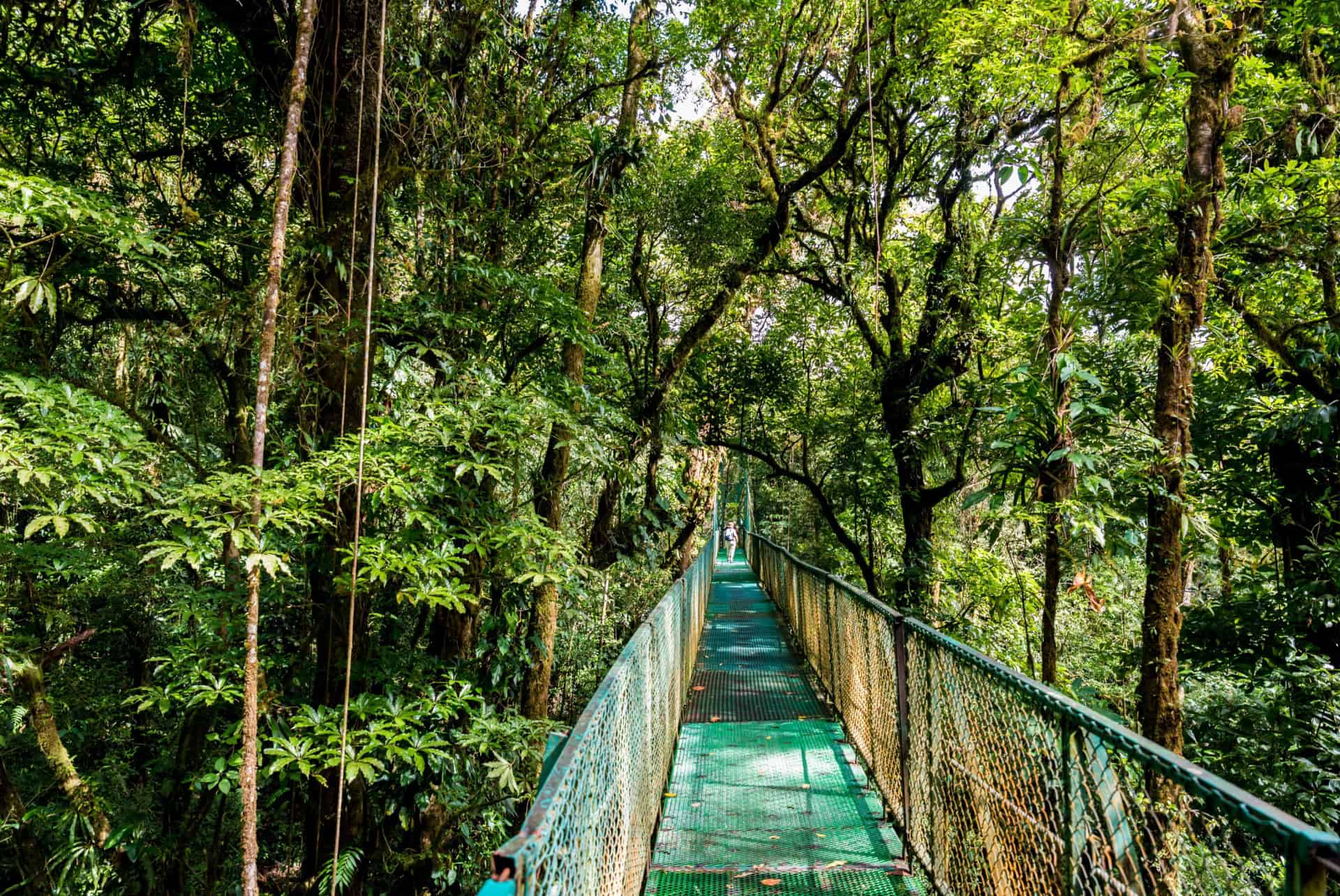 foret monteverde costa rica