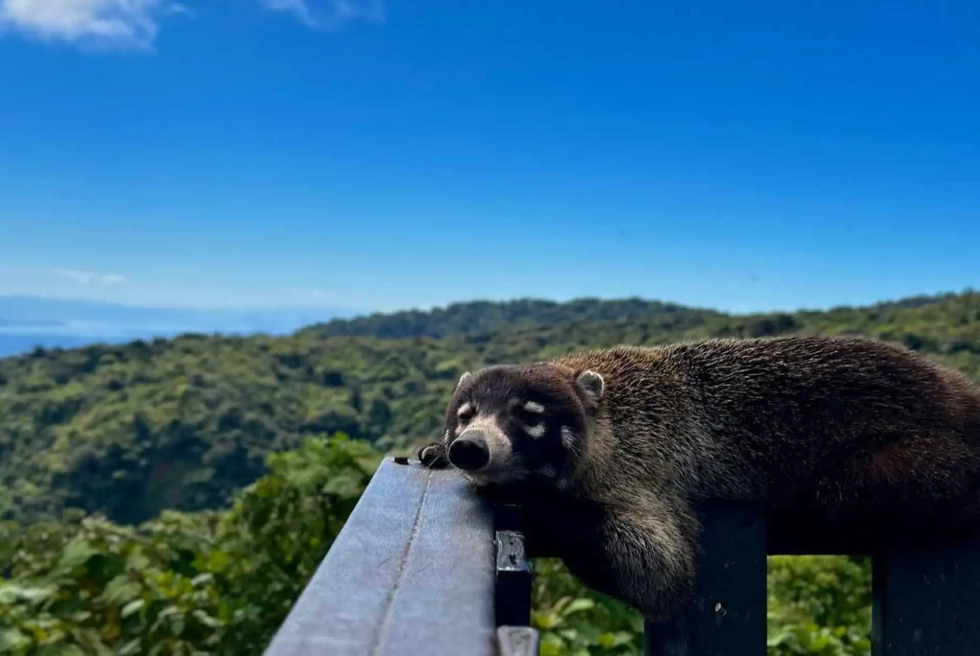 foret monteverde