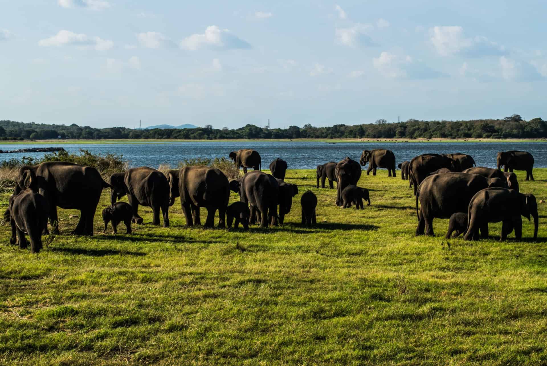 gathering elephants parc minneriya