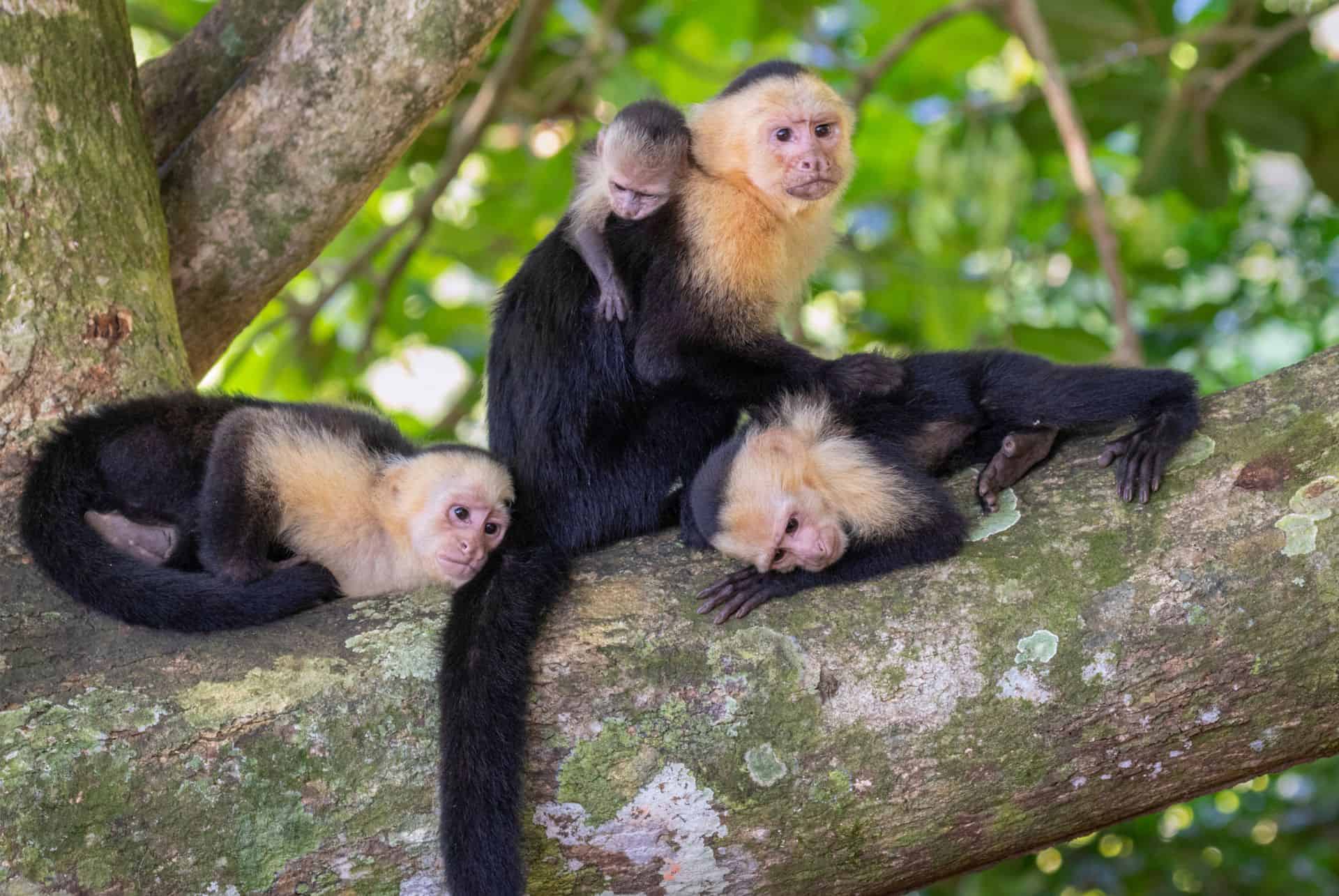manuel antonio parc costa rica