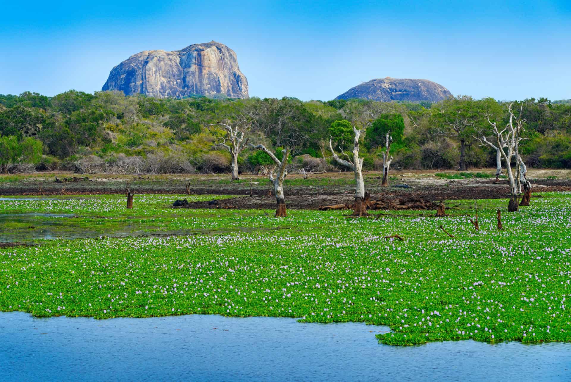 parc yala sri lanka paysage