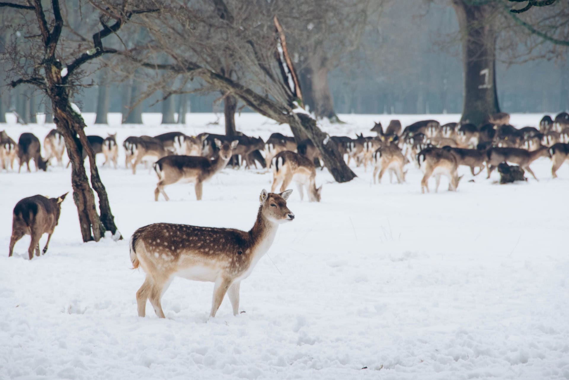 phoenix park