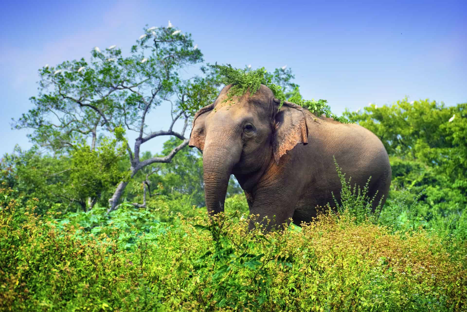safari au sri lanka elephant