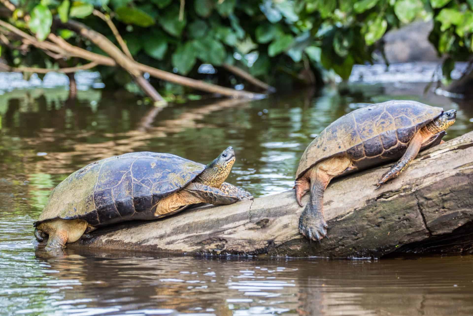 tortues tortuguero road trip costa rica