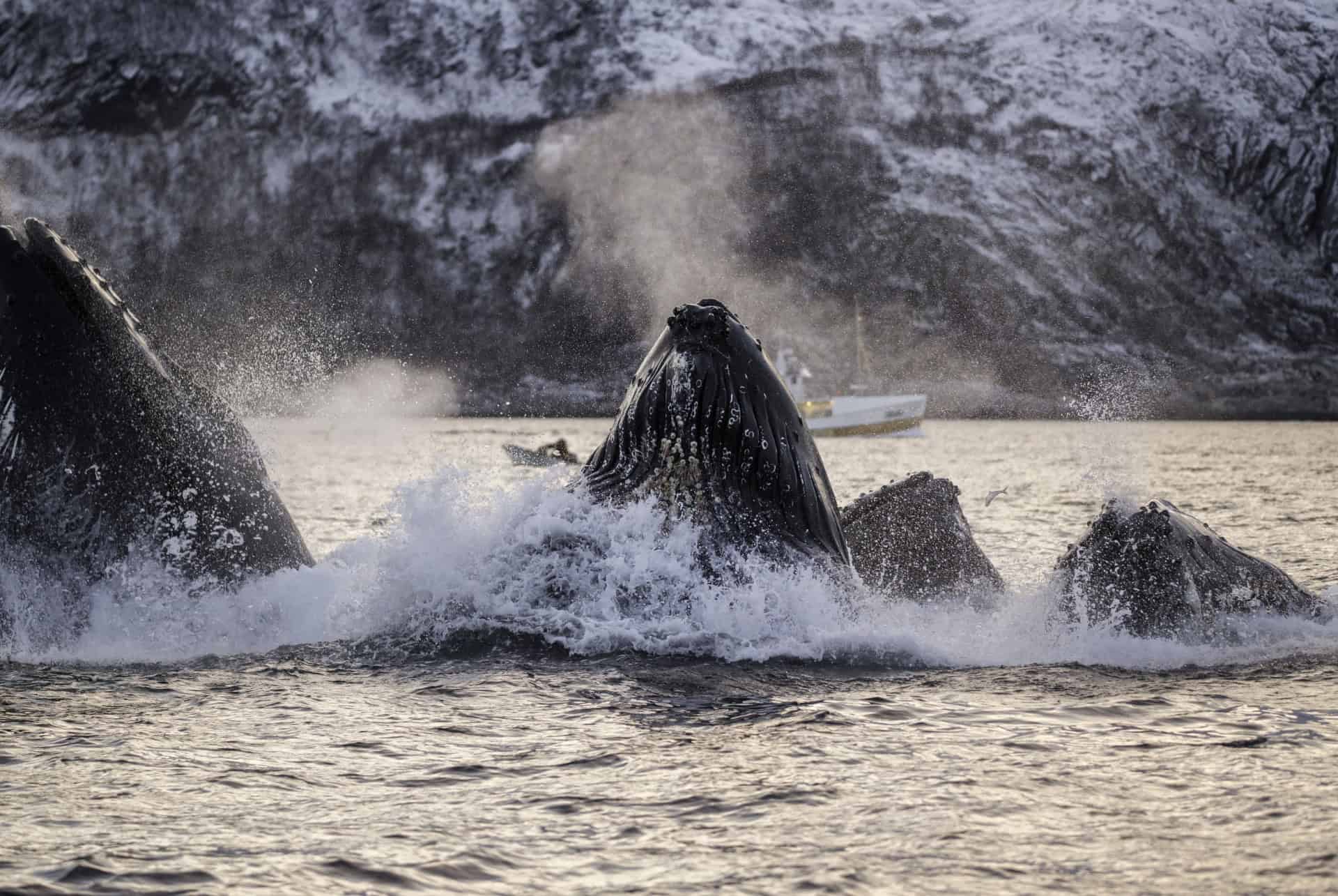 baleine a bosse norvege