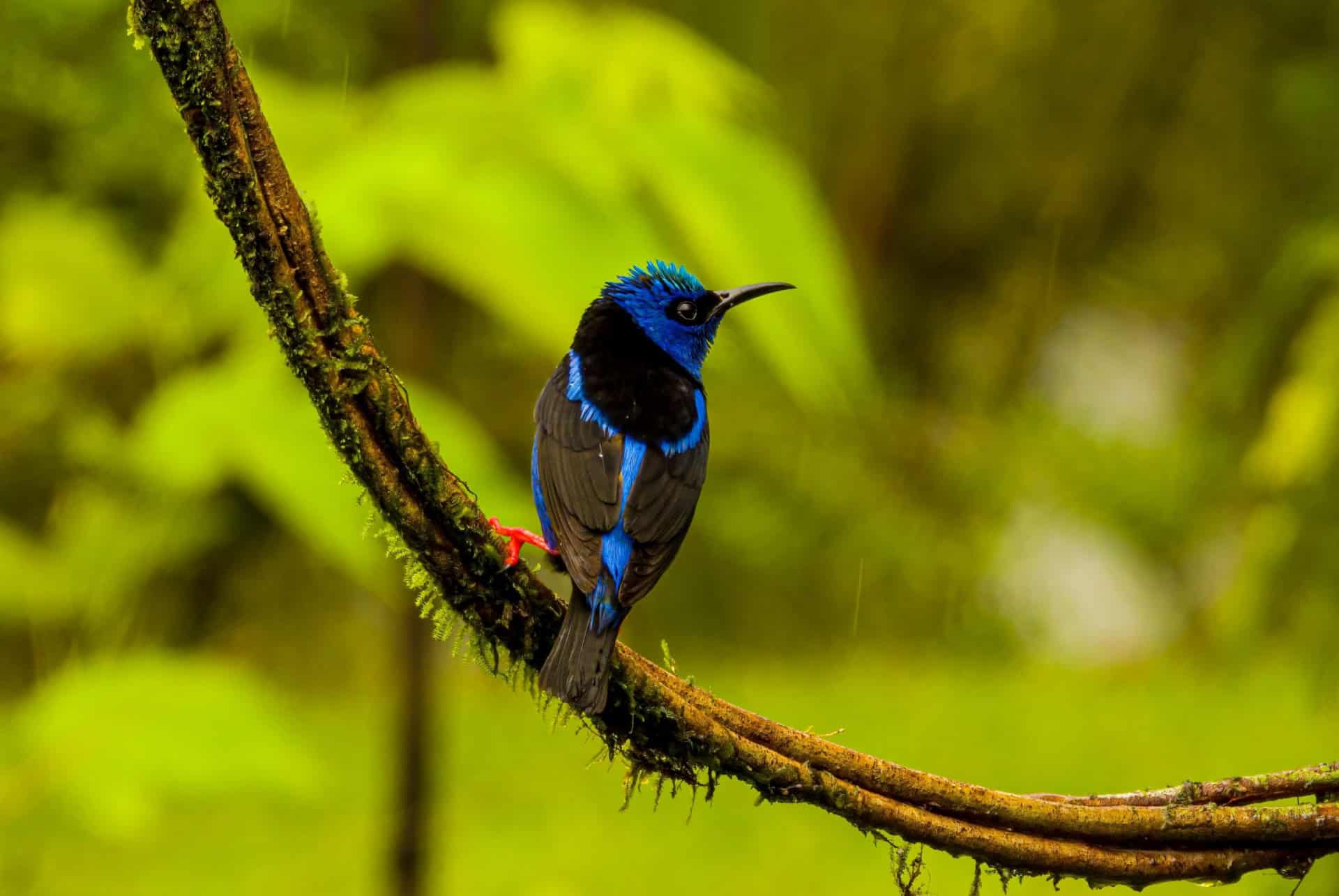 birdwatching costa rica parc