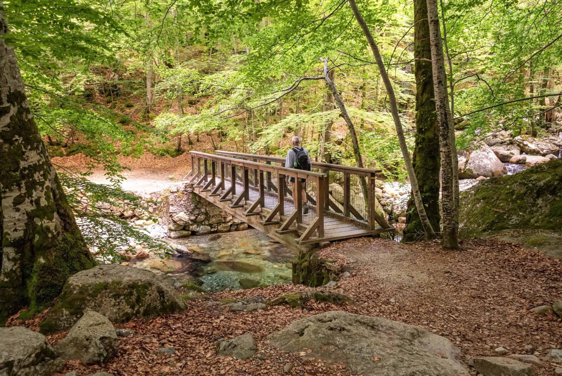 corse foret vizzavona