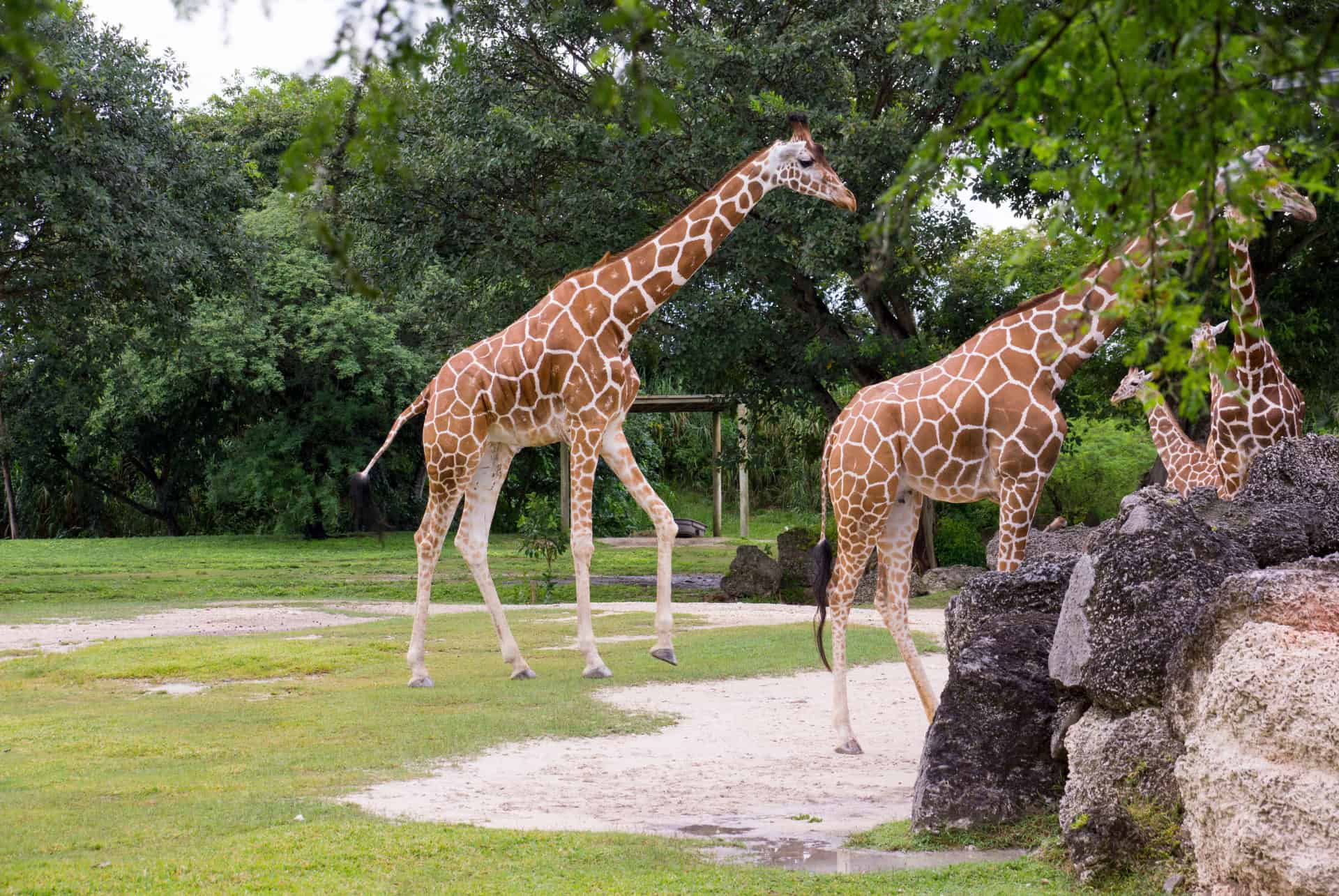 zoo miami billet entree