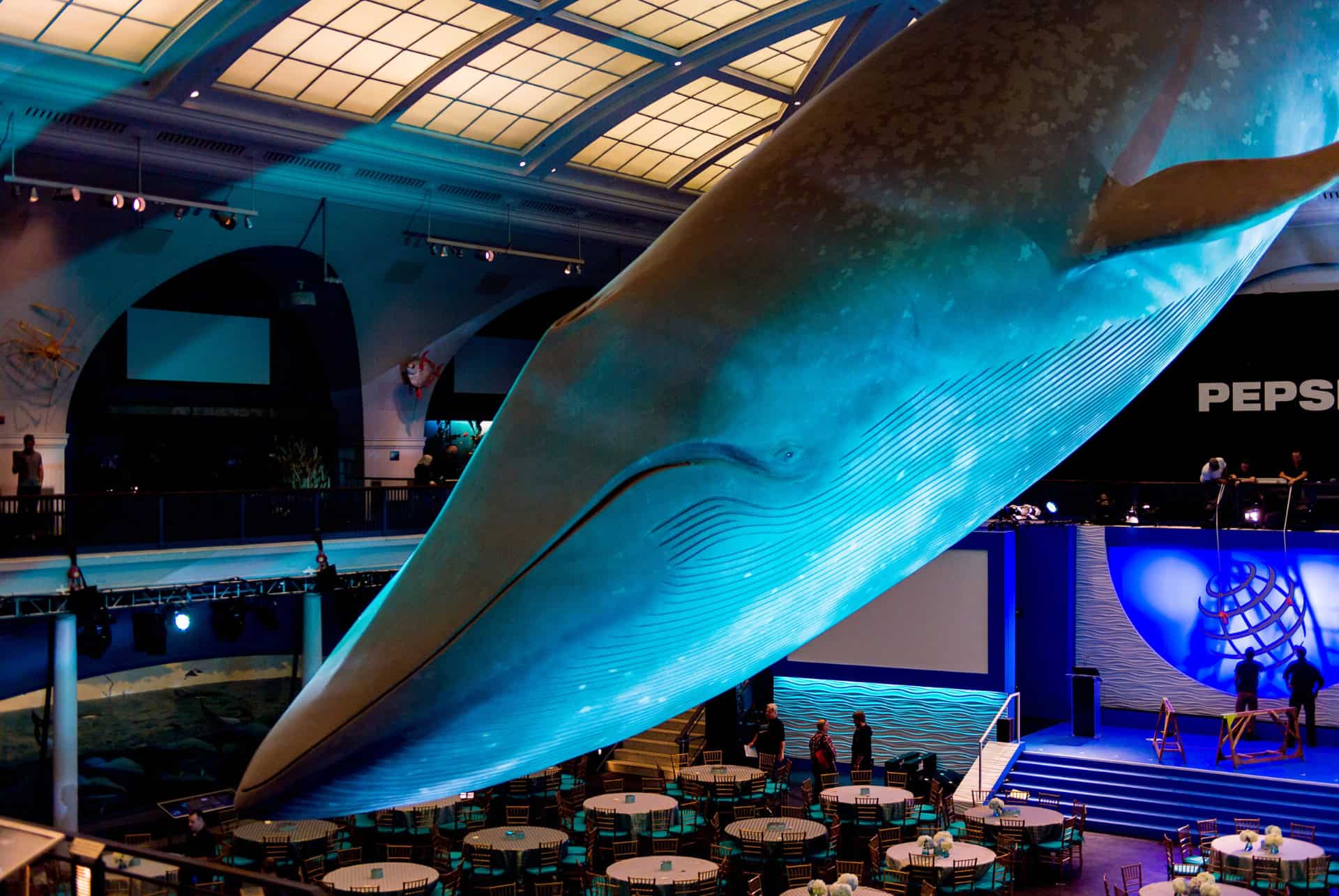 amnh expositions