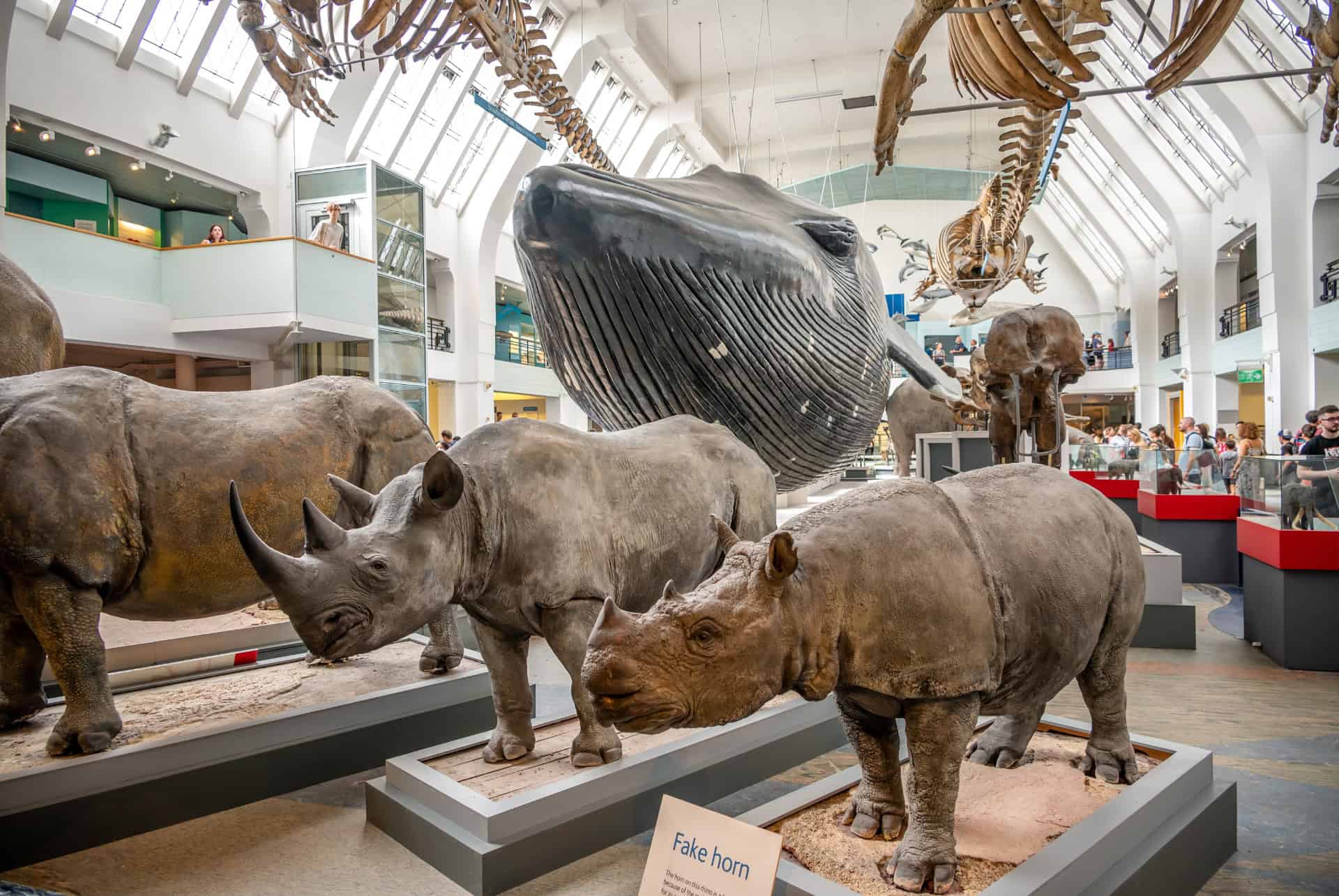 musee histoire naturelle londres