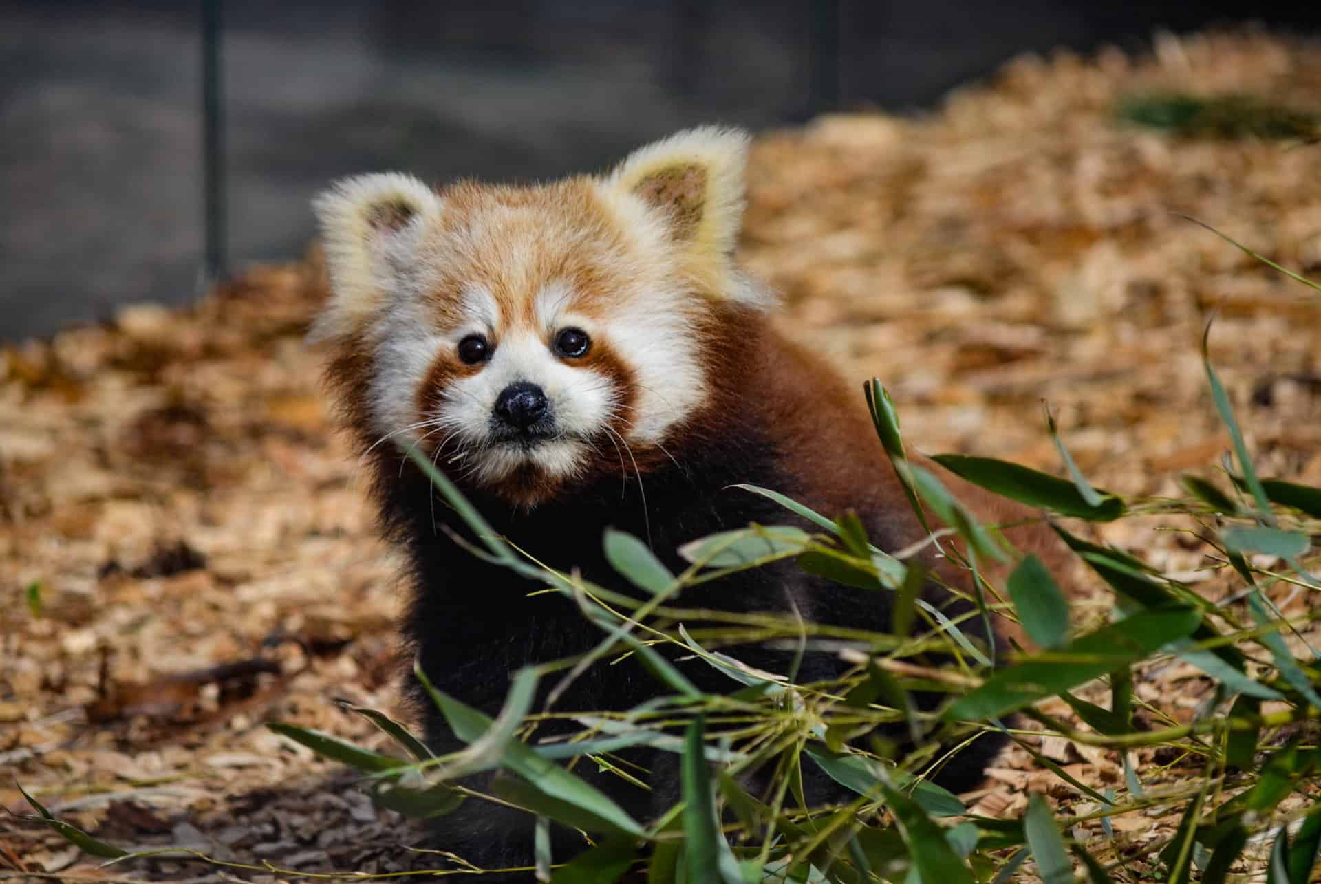 zoo copenhague